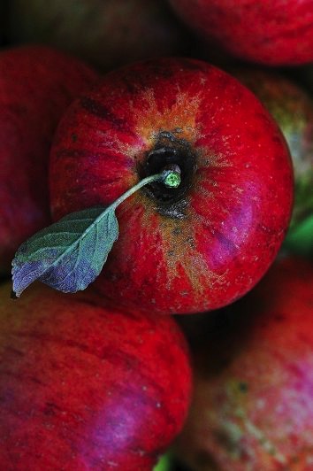 Image 6-8-16 at 4.45 PM