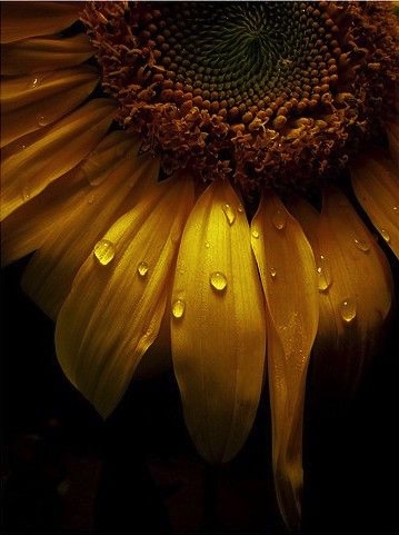 Image 5-15-17 at 11.10 AM